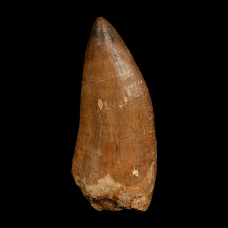 XL 3.6" Carcharodontosaurus Fossil Tooth Cretaceous Dinosaur Morocco COA