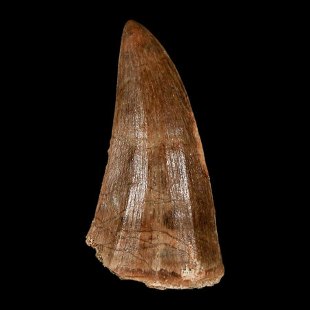 1.9" Mosasaur Baugei Fossil Tooth Cretaceous Dinosaur Era COA Stand