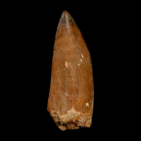XL 3.6" Carcharodontosaurus Fossil Tooth Cretaceous Dinosaur Morocco COA