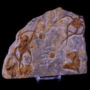 2 Two Brittlestar Ophiura Sp Starfish Fossil Ordovician Age Morocco COA & Stand