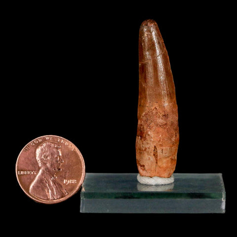 1.7" Spinosaurus Fossil Tooth 100 Million Years Old Cretaceous Dinosaur COA Stand