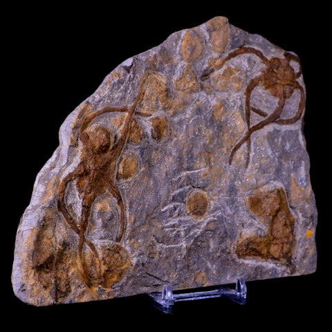 2 Two Brittlestar Ophiura Sp Starfish Fossil Ordovician Age Morocco COA & Stand - Fossil Age Minerals