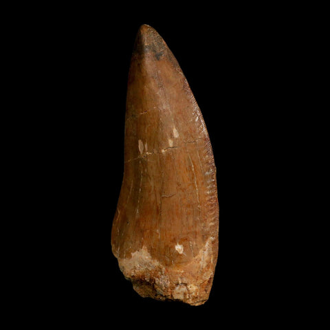 XL 3.6" Carcharodontosaurus Fossil Tooth Cretaceous Dinosaur Morocco COA