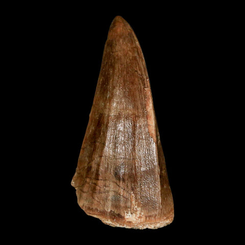 1.9" Mosasaur Baugei Fossil Tooth Cretaceous Dinosaur Era COA Stand - Fossil Age Minerals