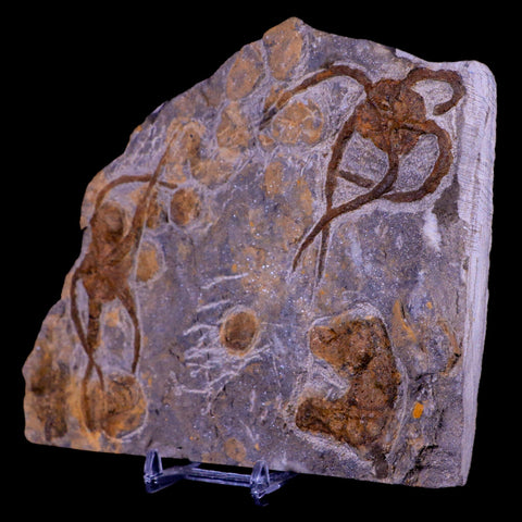 2 Two Brittlestar Ophiura Sp Starfish Fossil Ordovician Age Morocco COA & Stand - Fossil Age Minerals