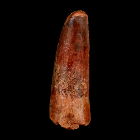 1.4" Spinosaurus Fossil Tooth 100 Million Years Old Cretaceous Dinosaur COA Stand