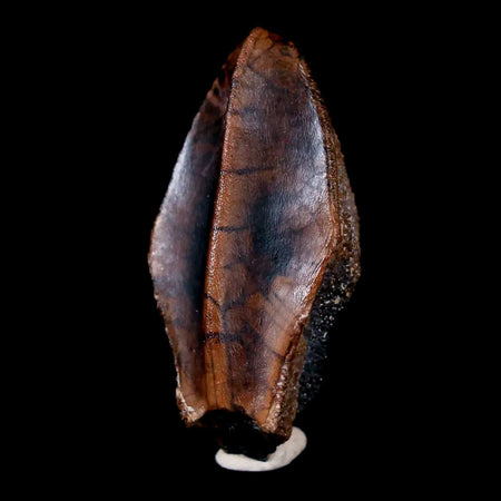 XL 1.2" Gryposaurus Fossil Tooth Duck-Billed Dinosaur Judith River MT COA, Display