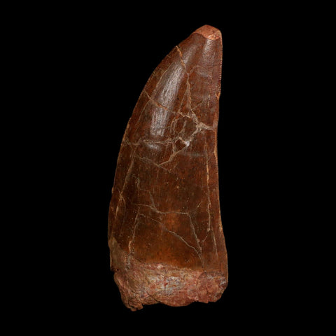 XL 3.6" Carcharodontosaurus Fossil Tooth Cretaceous Dinosaur Morocco COA