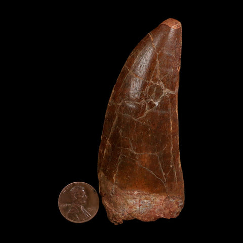 XL 3.6" Carcharodontosaurus Fossil Tooth Cretaceous Dinosaur Morocco COA