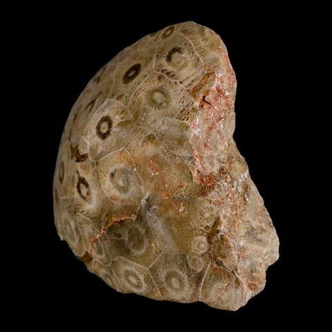 3.1" Polished Hexagonaria Coral Fossil Devonian Age 350 Million Yrs Old Morocco - Fossil Age Minerals
