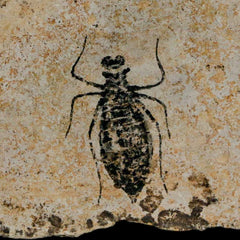 Dragonfly Larvae Collection