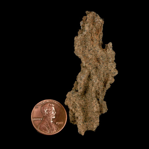2.6" Fulgurite Petrified Lightning Strike Glass Sahara Desert Algeria - Fossil Age Minerals