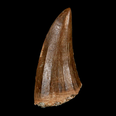 1.9" Mosasaur Baugei Fossil Tooth Cretaceous Dinosaur Era COA Stand - Fossil Age Minerals
