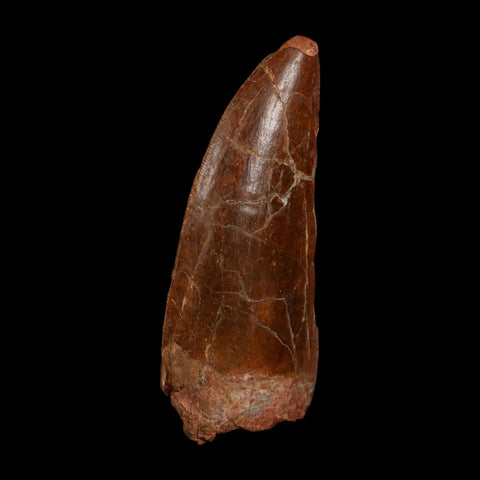 XL 3.6" Carcharodontosaurus Fossil Tooth Cretaceous Dinosaur Morocco COA