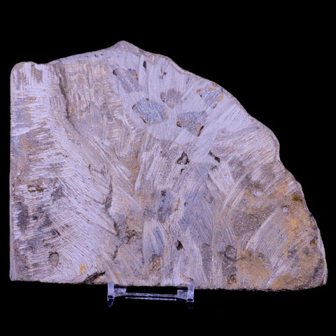 2 Two Brittlestar Ophiura Sp Starfish Fossil Ordovician Age Morocco COA & Stand - Fossil Age Minerals