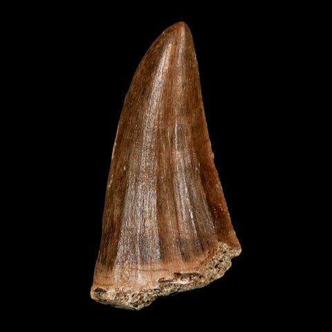 1.9" Mosasaur Baugei Fossil Tooth Cretaceous Dinosaur Era COA Stand - Fossil Age Minerals