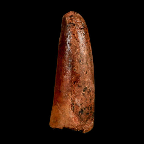 1.4" Spinosaurus Fossil Tooth 100 Million Years Old Cretaceous Dinosaur COA Stand