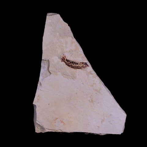1.1" Unidentified Fish Fossil In Matrix Upper Cretaceous Dinosaur Age Morocco - Fossil Age Minerals