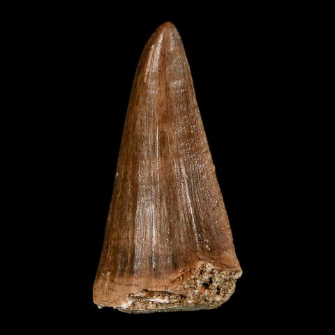 1.9" Mosasaur Baugei Fossil Tooth Cretaceous Dinosaur Era COA Stand - Fossil Age Minerals
