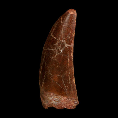 XL 3.6" Carcharodontosaurus Fossil Tooth Cretaceous Dinosaur Morocco COA