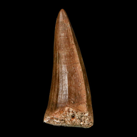 1.9" Mosasaur Baugei Fossil Tooth Cretaceous Dinosaur Era COA Stand - Fossil Age Minerals