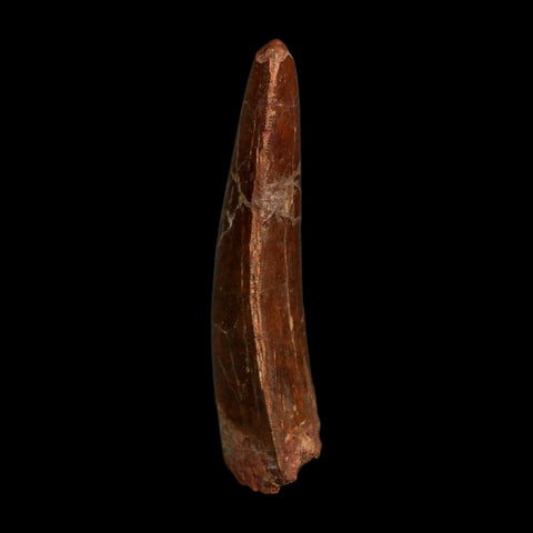 XL 3.6" Carcharodontosaurus Fossil Tooth Cretaceous Dinosaur Morocco COA