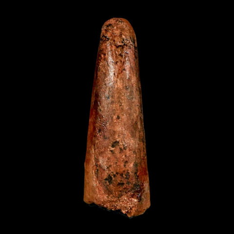 1.4" Spinosaurus Fossil Tooth 100 Million Years Old Cretaceous Dinosaur COA Stand