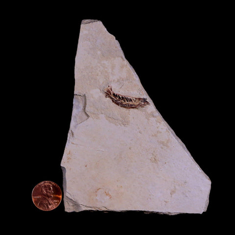 1.1" Unidentified Fish Fossil In Matrix Upper Cretaceous Dinosaur Age Morocco - Fossil Age Minerals