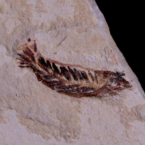 1.1" Unidentified Fish Fossil In Matrix Upper Cretaceous Dinosaur Age Morocco - Fossil Age Minerals