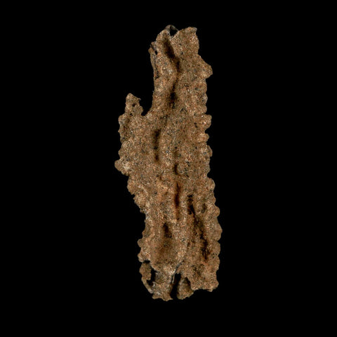 2.6" Fulgurite Petrified Lightning Strike Glass Sahara Desert Algeria - Fossil Age Minerals