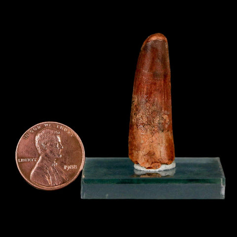 1.4" Spinosaurus Fossil Tooth 100 Million Years Old Cretaceous Dinosaur COA Stand