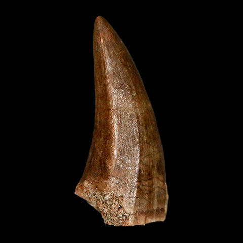 1.9" Mosasaur Baugei Fossil Tooth Cretaceous Dinosaur Era COA Stand - Fossil Age Minerals