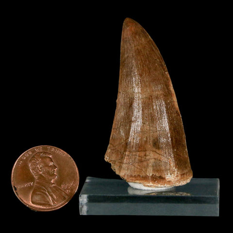1.9" Mosasaur Baugei Fossil Tooth Cretaceous Dinosaur Era COA Stand - Fossil Age Minerals