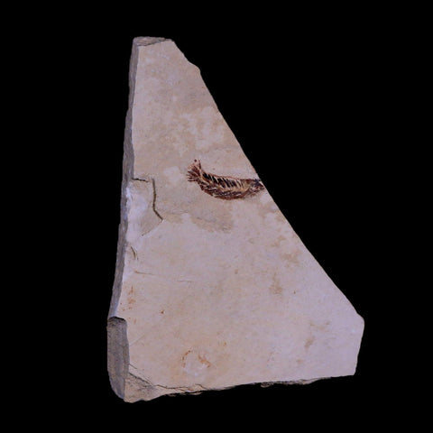 1.1" Unidentified Fish Fossil In Matrix Upper Cretaceous Dinosaur Age Morocco - Fossil Age Minerals