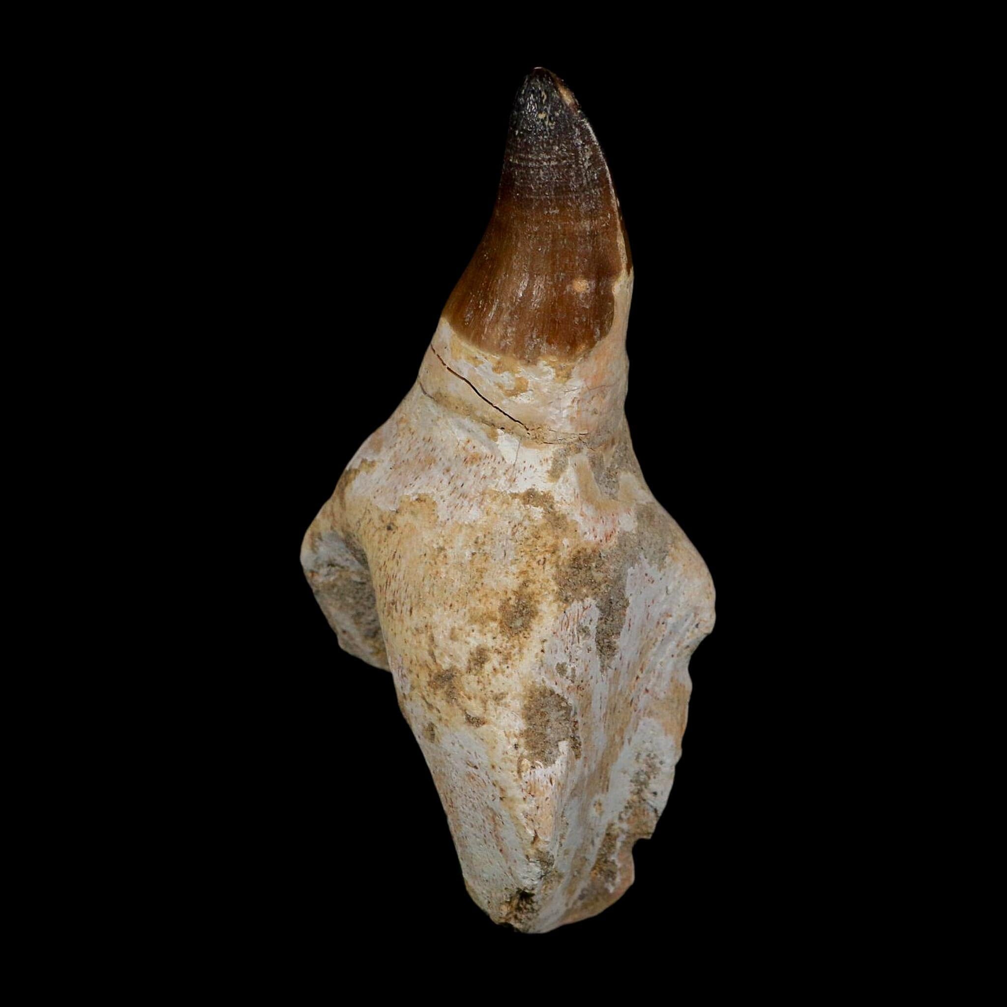 XL 3.8