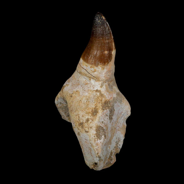 XL 3.8