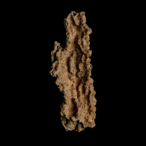 2.6" Fulgurite Petrified Lightning Strike Glass Sahara Desert Algeria - Fossil Age Minerals