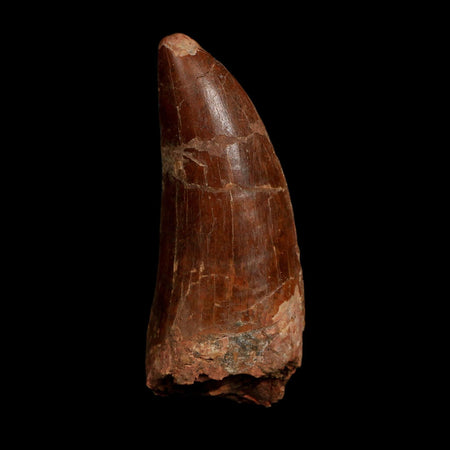 XL 3.6" Carcharodontosaurus Fossil Tooth Cretaceous Dinosaur Morocco COA