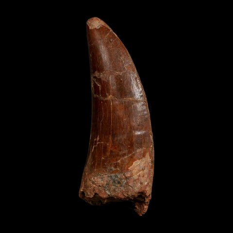 XL 3.6" Carcharodontosaurus Fossil Tooth Cretaceous Dinosaur Morocco COA
