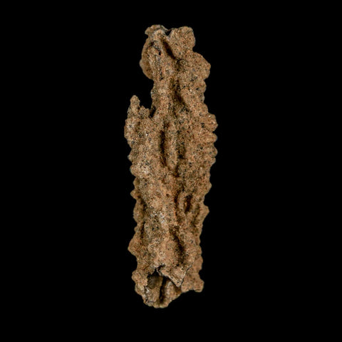 2.6" Fulgurite Petrified Lightning Strike Glass Sahara Desert Algeria - Fossil Age Minerals