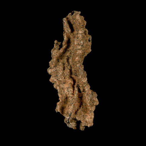 2.6" Fulgurite Petrified Lightning Strike Glass Sahara Desert Algeria - Fossil Age Minerals