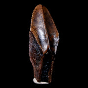 XL 1.4" Gryposaurus Fossil Tooth Duck-Billed Dinosaur Judith River MT COA, Display