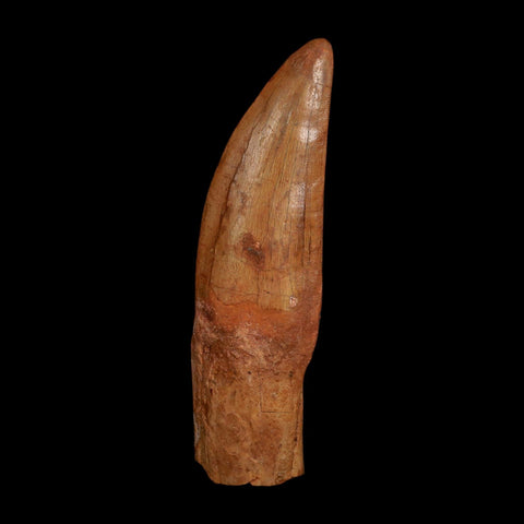 XL 5.1" Carcharodontosaurus Fossil Tooth Cretaceous Dinosaur Morocco COA