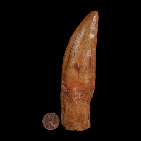 XL 5.1" Carcharodontosaurus Fossil Tooth Cretaceous Dinosaur Morocco COA