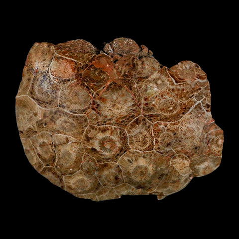 4.4" Polished Hexagonaria Coral Fossil Devonian Age 350 Million Yrs Old Morocco - Fossil Age Minerals