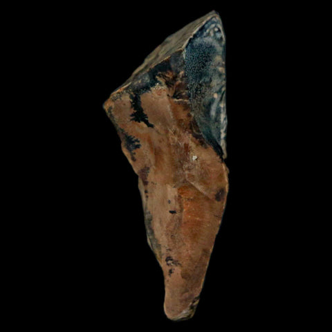 XXL 1.1" Triceratops Fossil Tooth Hell Creek FM Cretaceous Dinosaur MT COA & Display - Fossil Age Minerals