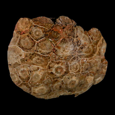 4.4" Polished Hexagonaria Coral Fossil Devonian Age 350 Million Yrs Old Morocco - Fossil Age Minerals