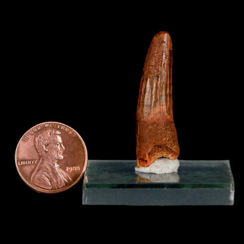 1.4" Spinosaurus Fossil Tooth 100 Million Years Old Cretaceous Dinosaur COA Stand