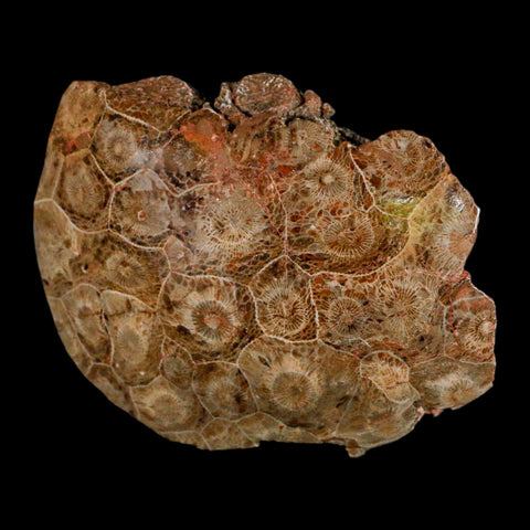 4.4" Polished Hexagonaria Coral Fossil Devonian Age 350 Million Yrs Old Morocco - Fossil Age Minerals