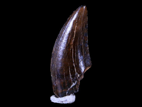 0.6" Dakotaraptor Serrated Tooth Fossil Raptor Hell Creek FM Montana COA, Display - Fossil Age Minerals